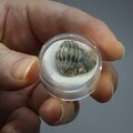 Phacops Trilobite Fossil ~19mm