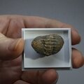 Phacops Trilobite Fossil ~24mm