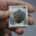 Phacops Trilobite Fossil ~24mm
