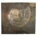 Phylloceras Fossil Ammonite Plaque ~24.5cm