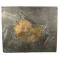 Phylloceras Fossil Ammonite Plaque ~31cm