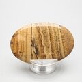 Picture Jasper Palmstone (Extra Grade)  ~60x40mm