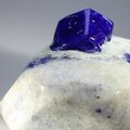 Polished Lapis Crystals on White Quartz ~44 x 64mm