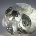 Polished Morrocan Goniatite ~10.5cm