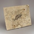 Fossil Fish Plate - Priscacara ~26 x 21cm
