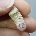 Rhodochrosite Stalagmite Stem ~21mm