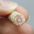 Rhodochrosite Stalagmite Stem ~24mm