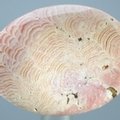 Rhodochrosite Thumbstone (Extra Grade) ~40 x 30mm