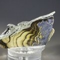 Schalenblende Polished Slice ~45mm