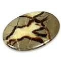 Septarian Palm Stone ~70x50mm