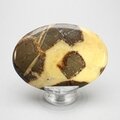 Septarian Palmstone (Extra Grade) ~70x50mm