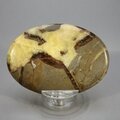 Septarian Palmstone (Extra Grade) ~70x50mm