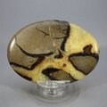 Septarian Palmstone (Extra Grade) ~70x50mm