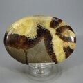 Septarian Palmstone (Extra Grade) ~70x50mm