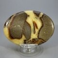 Septarian Palmstone (Extra Grade) ~70x50mm