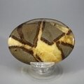 Septarian Palmstone (Extra Grade) ~70x50mm