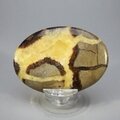 Septarian Palmstone (Extra Grade) ~70x50mm