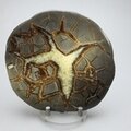 Septarian Polished Nodule ~10.5cm