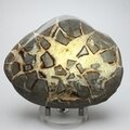 Septarian Polished Nodule ~10cm
