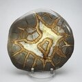 Septarian Polished Nodule ~11cm