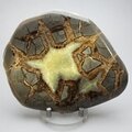 Septarian Polished Nodule ~12cm