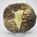 Septarian Polished Nodule ~12cm