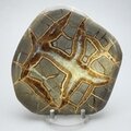 Septarian Polished Nodule ~12cm
