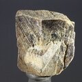 Staurolite Healing Crystal ~23mm