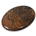 Stromatolite Palm Stone ~50x70mm
