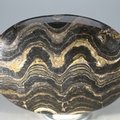 Stromatolite Palmstone (Extra Grade) ~70 x 50 mm