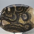 Stromatolite Palmstone (Extra Grade)