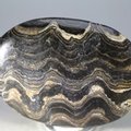 Stromatolite Palmstone (Extra Grade) ~70 x 50mm