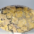 Stromatolite Palmstone (Extra Grade) ~70 x 50mm