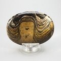 Stromatolite Palmstone (Extra Grade) ~70x50mm