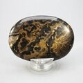 Stromatolite Palmstone (Extra Grade) ~70x50mm