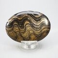 Stromatolite Palmstone (Extra Grade) ~70x50mm