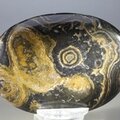 Stromatolite Palmstone (Extra Grade) ~70x50mm