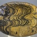 Stromatolite Palmstone (Extra Grade) ~70x50mm