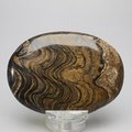 Stromatolite Palmstone (Extra Grade) ~70x50mm