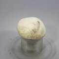 Tugtupite Tumblestone ~23mm