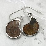 Ammonite 925 Silver Earrings  ~21mm
