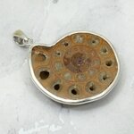 Ammonite Fossil 925 Silver Pendant ~34mm