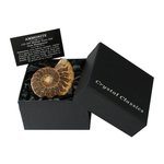 Ammonite Fossil Gift Box - Small