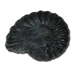 Black Ammonite Fossil