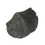 Brachiopod Fossil