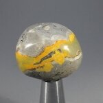 Bumble Bee Jasper Tumblestone ~29mm