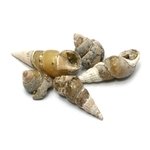 Calcite Gastropod Fossils - 5 Pack