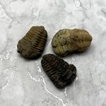 Calymene Trilobite Fossil