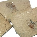 Carpopenaeus (Shrimp) Fossil