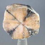 Chiastolite Polished Slice ~35mm